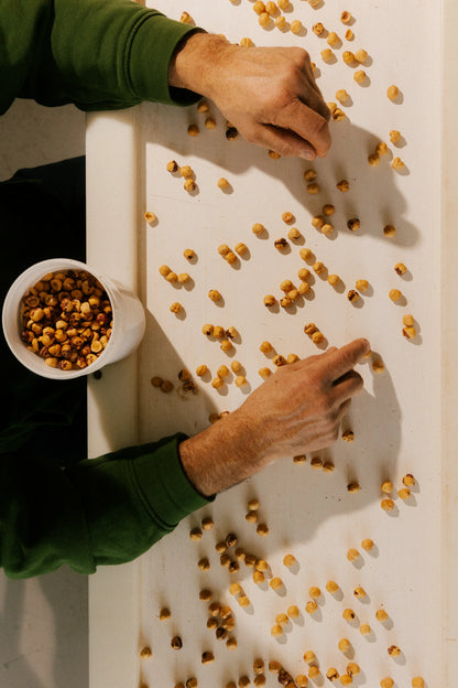 Cernita manuale di Nocciola Piemonte IGP delle Langhe